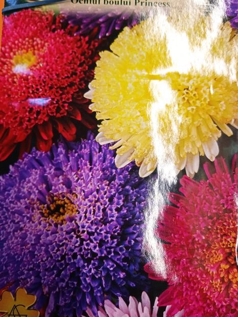  - SEMINTE OCHIUL BOULUI - D 207 PRINCESS MIX