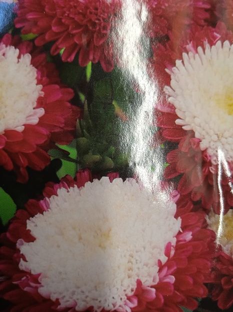  - SEMINTE OCHIUL BOULUI - D 208 POMPON