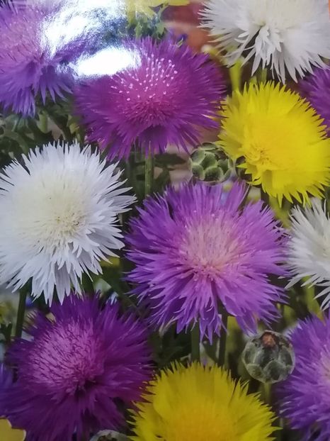  - SEMINTE VINETICA PARFUMATA - D 214 MIX