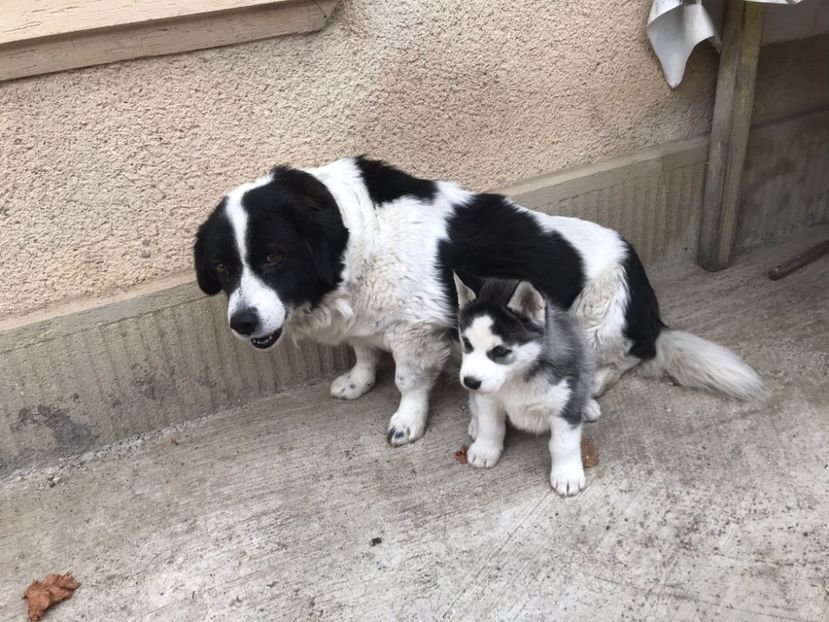 IMG-20211116-WA0010 - Işy al nostru !