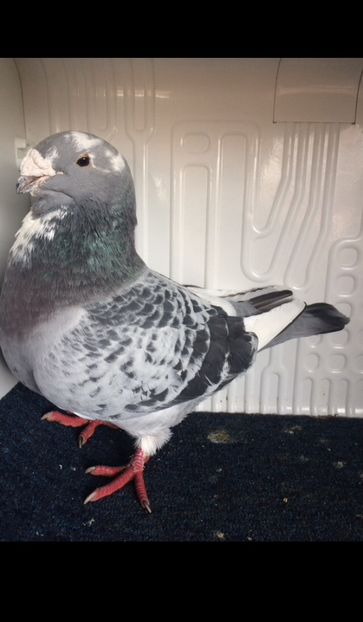 m2019 - Matca voiajori standard 2022