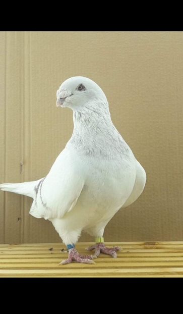 M2018 - Matca voiajori standard 2022