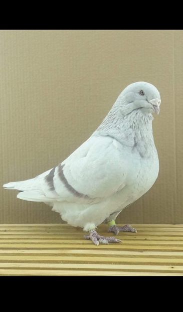 F2017 - Matca voiajori standard 2022