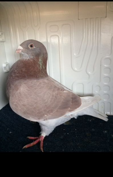 F2021 - Matca voiajori standard 2022