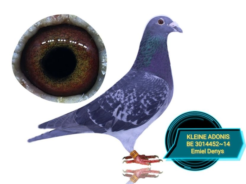 KLEINE ADONIS ~ Emiel Denys - 1 ACHIZIȚII 2020-2025