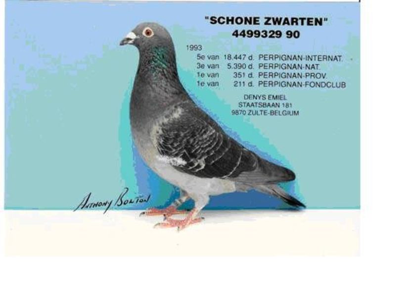 Denys-porumbel-Schone-Zwarten-foto - KLEINE ADONIS - Emiel Denys nepoata PAPA SCHUMI strănepoata 5x3 fiul lui TEE