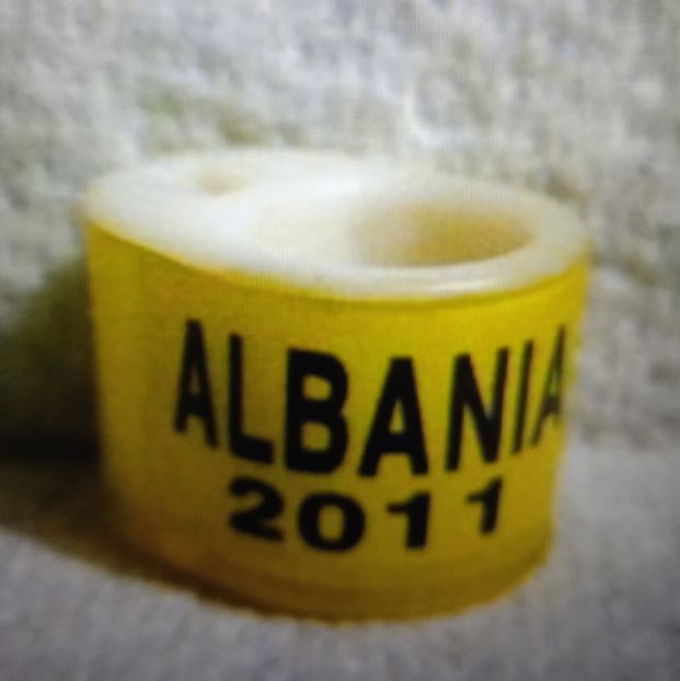 2011 -Albania - Albania