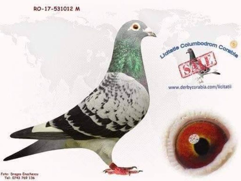 012 Oprea Sorin via Geo Boss - Achiziti 2020-2021