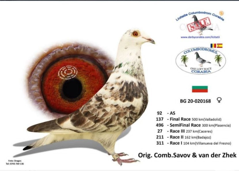 CRIU5894 - Achiziti 2020-2021