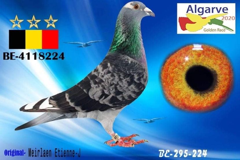MWZA4313 - Achiziti 2020-2021