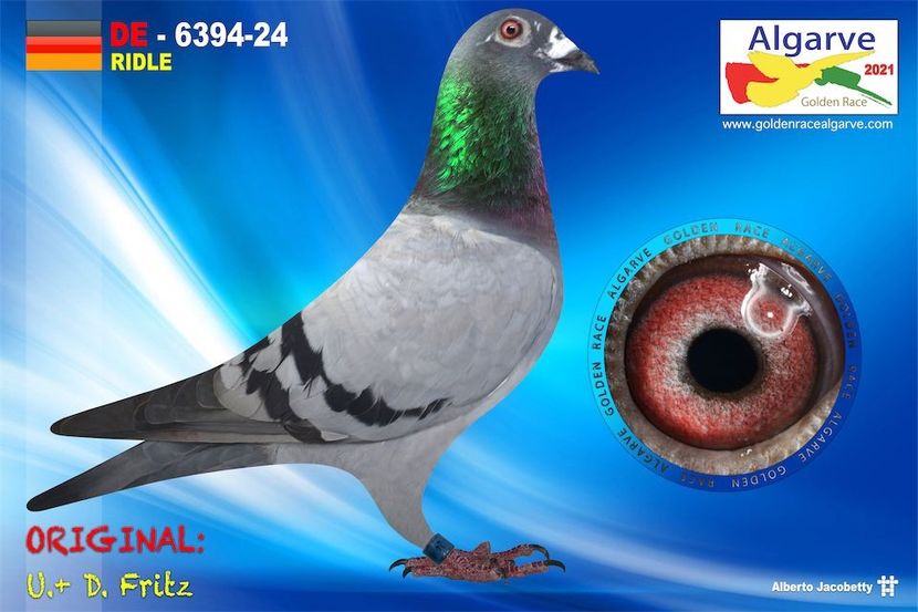 DE21-6394-24_pigeon_7719 - Achiziti 2020-2021