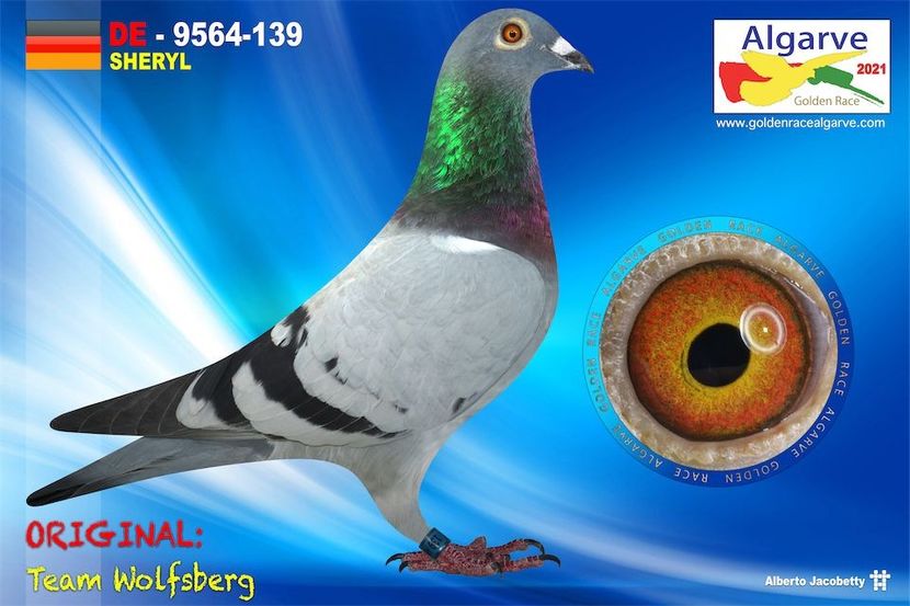 DE21-9564-139_pigeon_2018 - Achiziti 2020-2021