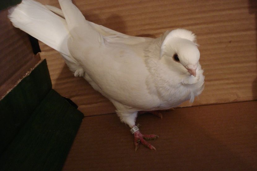 A8-21 S768 m FLO IS - plecati