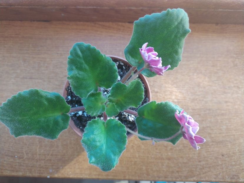 15 ianuarie 2022 - Sparkleberry