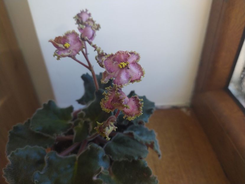 15 ianuarie 2022 - ZZZ_Raspberry Crisp standard devenita sport