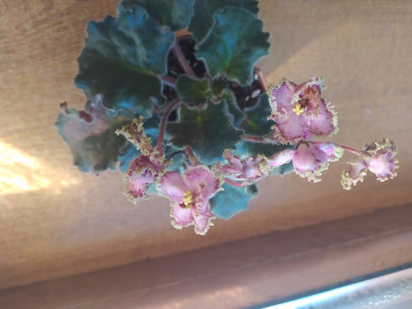 15 ianuarie 2022 - ZZZ_Raspberry Crisp standard devenita sport