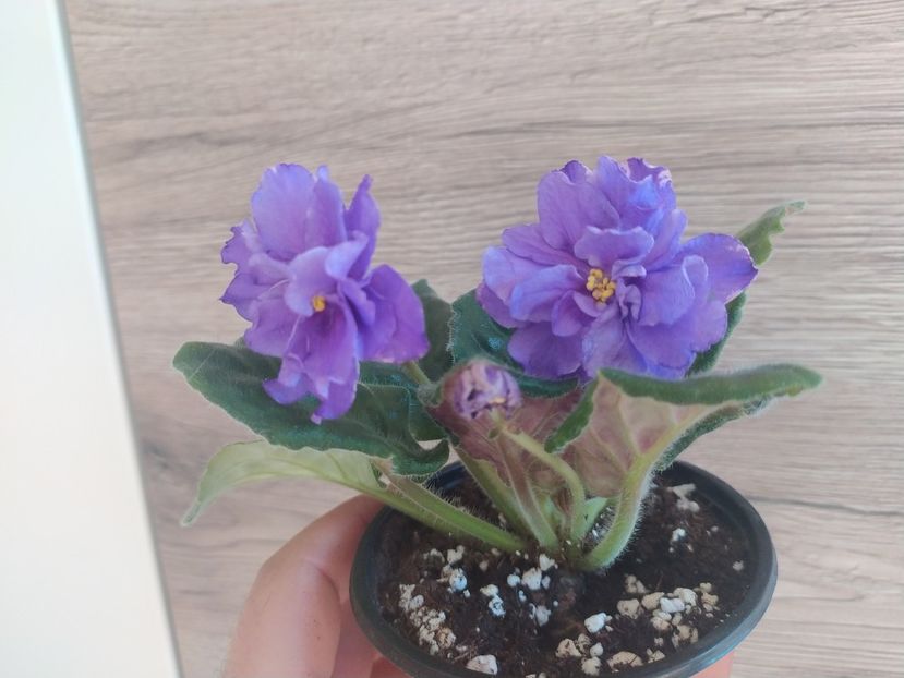 15 ianuarie 2022 - ZZZ_____RS Madeira sp