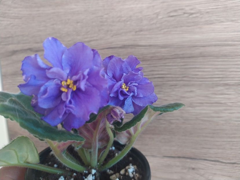 15 ianuarie 2022 - ZZZ_____RS Madeira sp