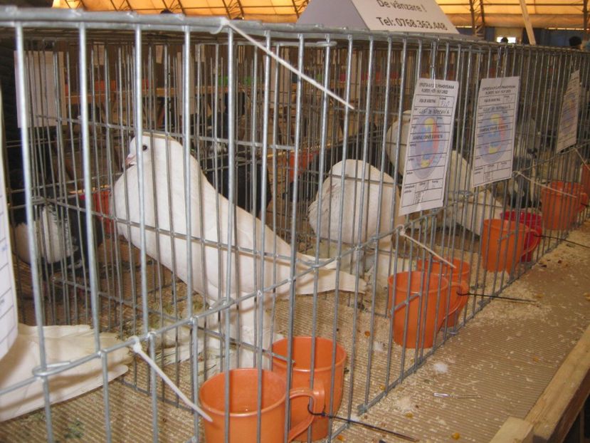  - EXPO Ploiesti Ianuarie 2022