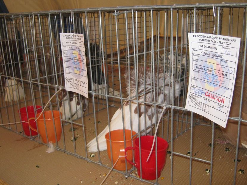  - EXPO Ploiesti Ianuarie 2022