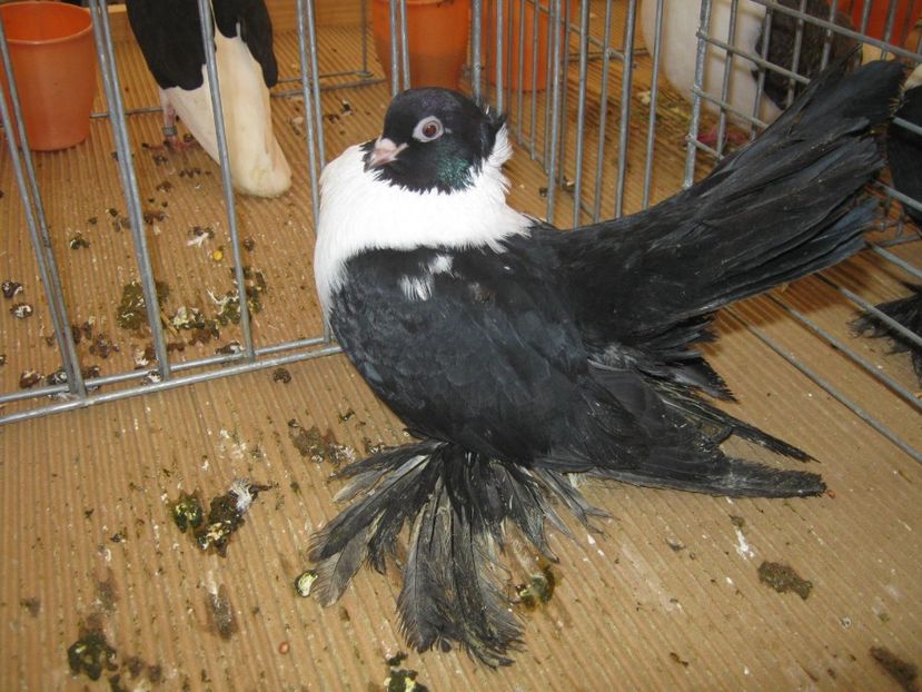  - EXPO Ploiesti Ianuarie 2022