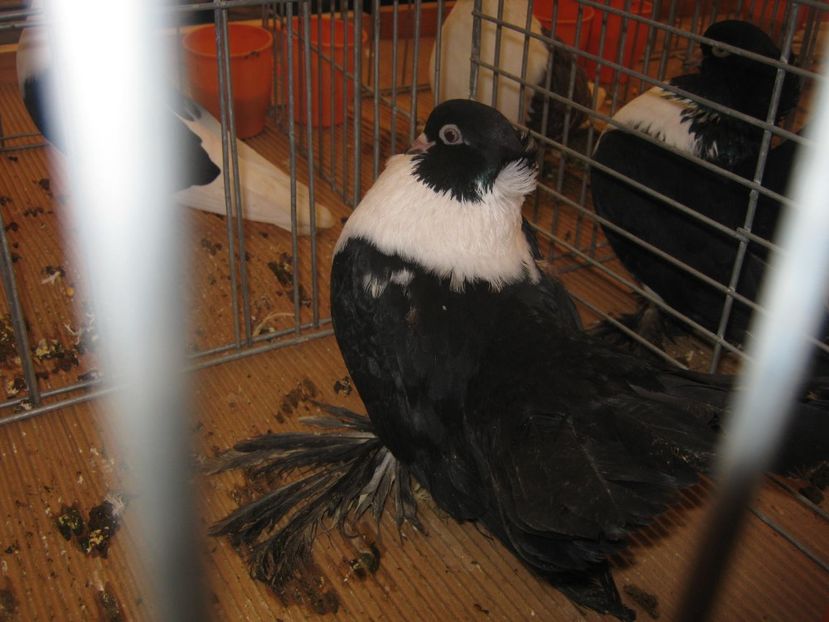  - EXPO Ploiesti Ianuarie 2022