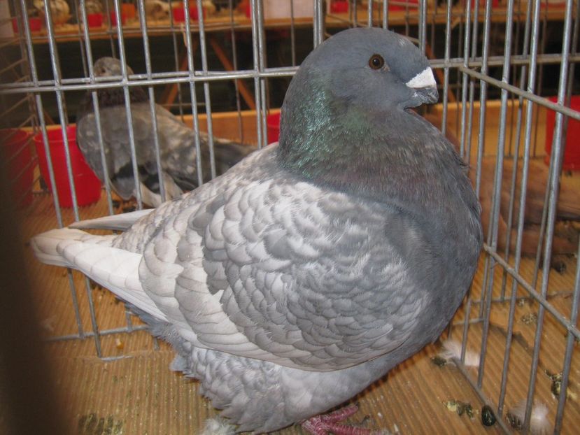  - EXPO Ploiesti Ianuarie 2022