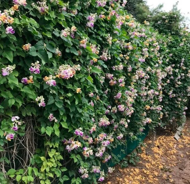  - SEMINTE VIGNA CARACALLA - D 223