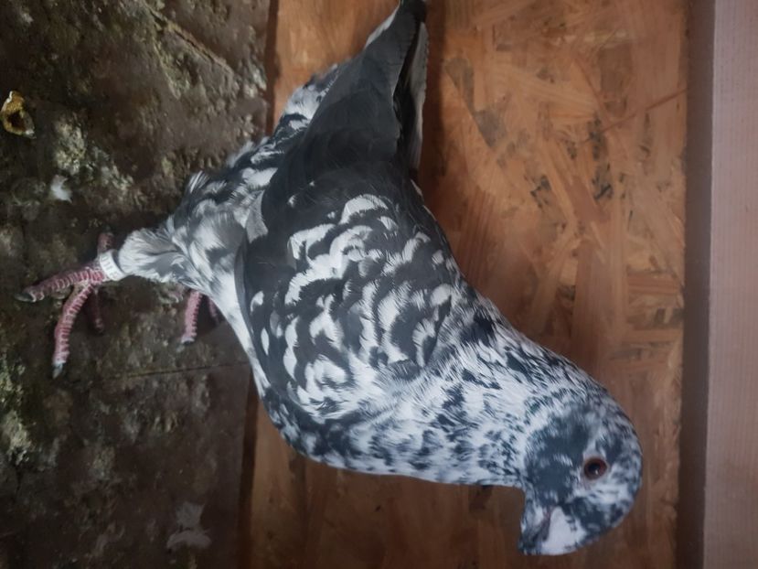  - Porumbei americani