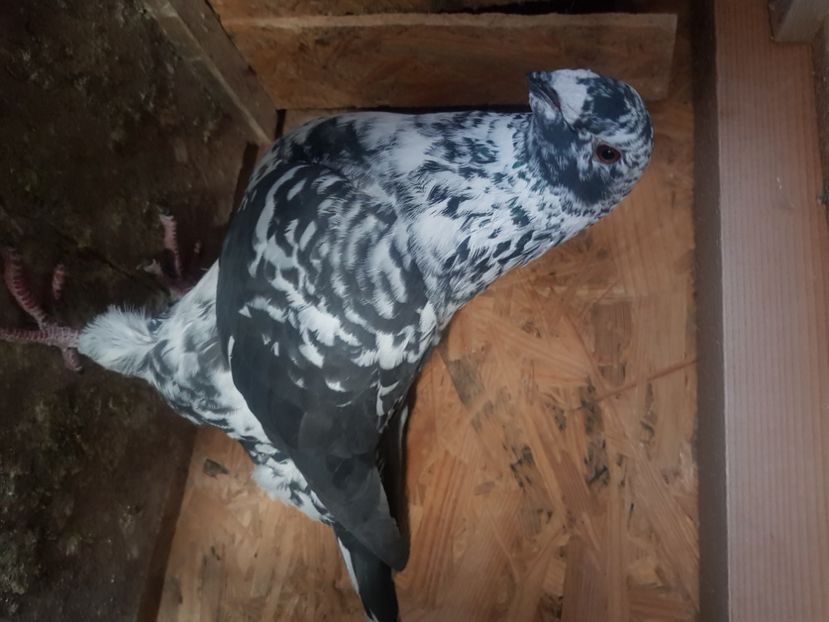  - Porumbei americani