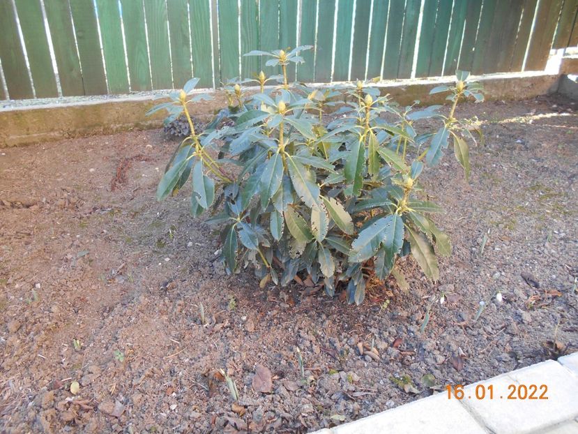  - 02 Iarna 2021-2022