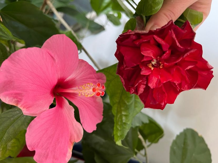 6BDBD99B-1D2E-4309-8775-9182D8B54E2E - Hibiscus