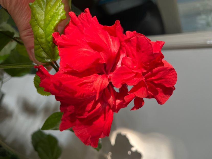 5F92C2ED-6AD5-4904-BEF8-5AF7C051190D - Hibiscus