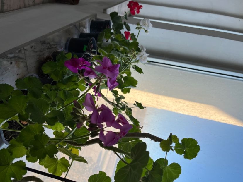 7006C1CB-9D8C-4ED0-9F7C-E2F53CFAC995 - Muscate 2021 22