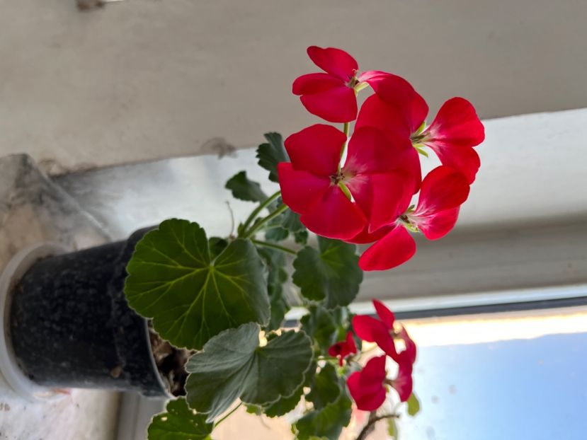 320ABFFA-BBE6-464D-BD50-215A5D9D2B8B - Muscate 2021 22