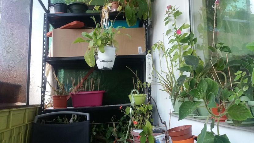 Toate anotimpurile sunt in ghivece si cutii... - Iarna pe balcon