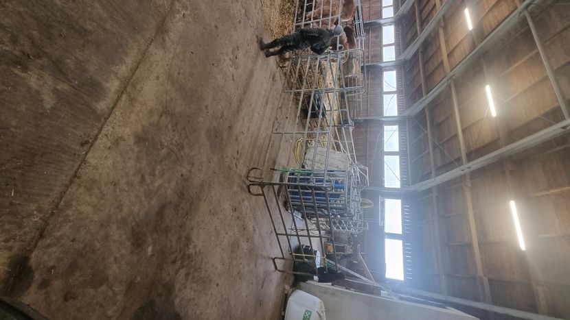 7 - Vaci de carne Rasa Limousin