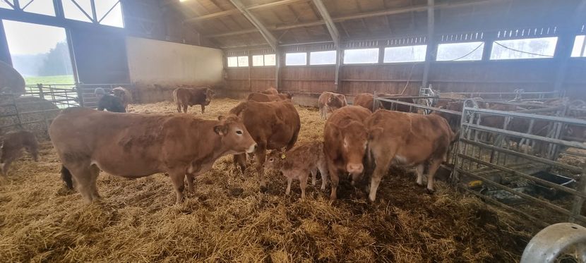 1 - Vaci de carne Rasa Limousin