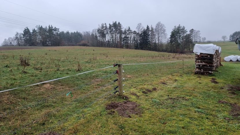 9 - Vaci de carne Rasa Limousin