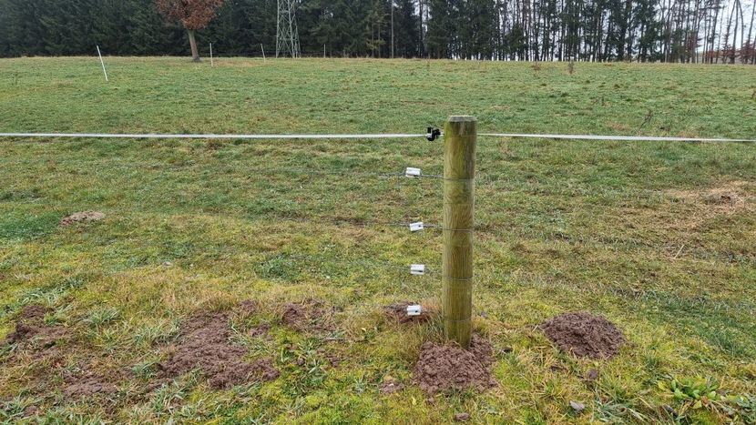 10 - Vaci de carne Rasa Limousin