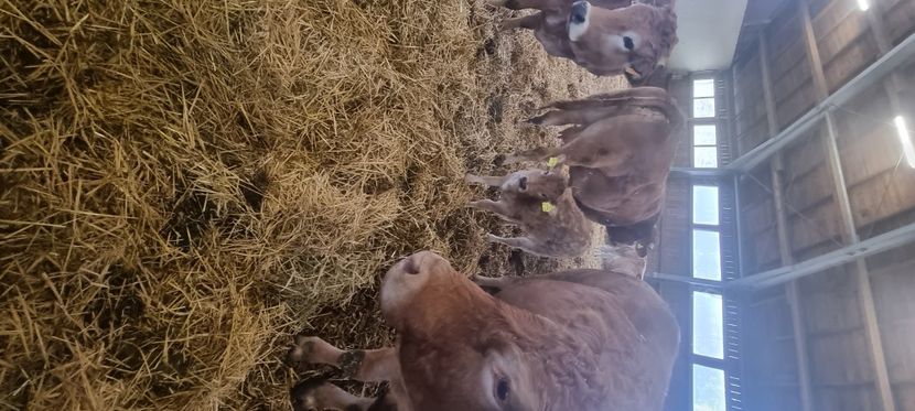 4 - Vaci de carne Rasa Limousin