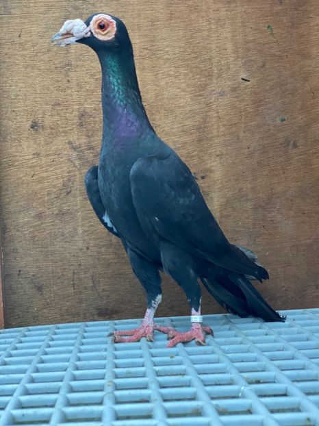 CD3FA1E4-8AF9-4CAC-A21A-5F25A90BC64A - CARIERI DE VANZARE