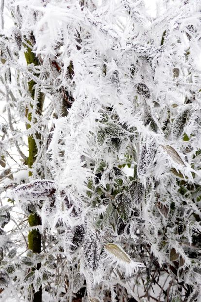 01chiciuraTZ41 - Magia iernii