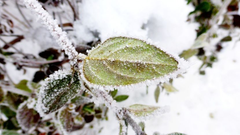 02chiciuraTZ41 - Magia iernii