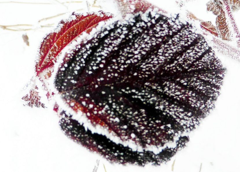 05chiciuraTZ41 - Magia iernii