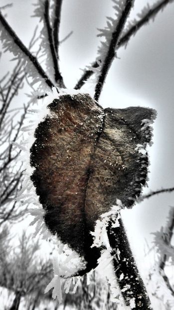 19chiciuraTZ41 - Magia iernii