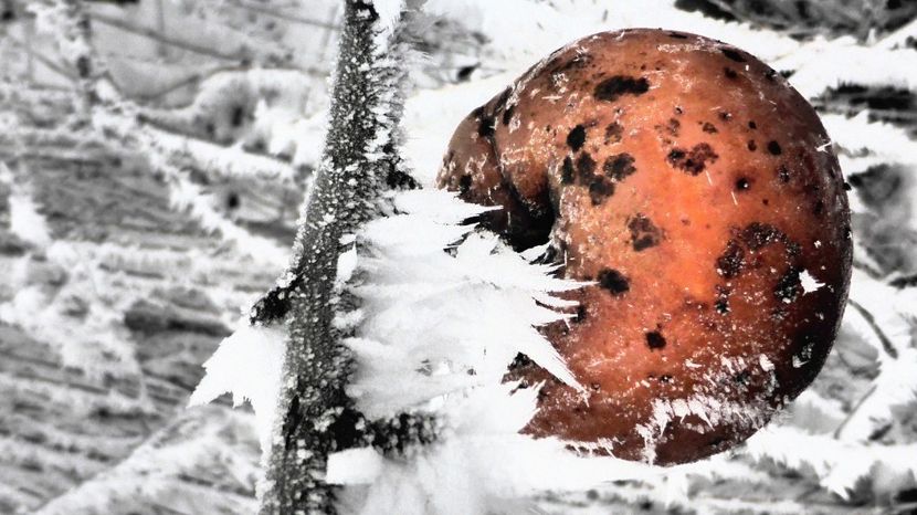 24chiciuraTZ41 - Magia iernii