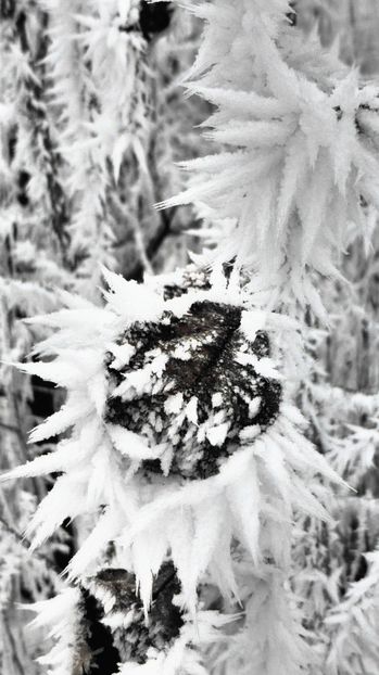 25chiciuraTZ41 - Magia iernii