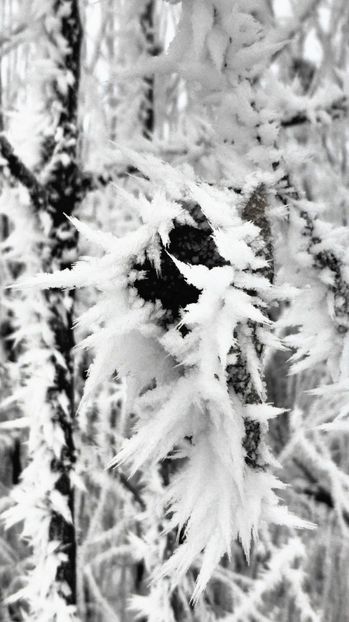 26chiciuraTZ41 - Magia iernii