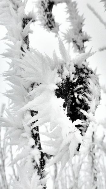 27chiciuraTZ41 - Magia iernii